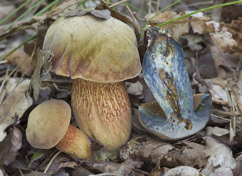 Boletus luridus